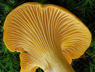 Cantharellus cibarius: very edible. Photo: Wikipedia/Andreas Kunze